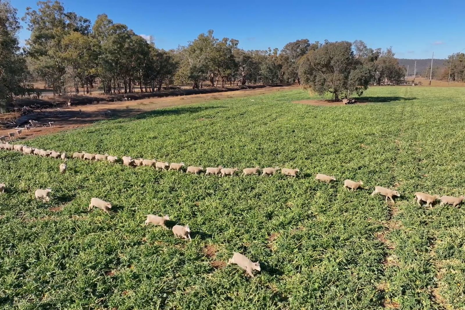 Australian livestock on pasture